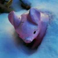 Muat turun percuma foto atau gambar Snow Pig percuma untuk diedit dengan editor imej dalam talian GIMP