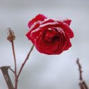 Snow rose  screen for extension Chrome web store in OffiDocs Chromium