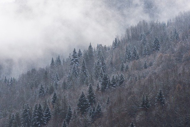Free download snow trees fog pine trees mountain free picture to be edited with GIMP free online image editor