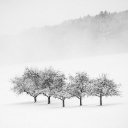 SNOW TREE Theme  screen for extension Chrome web store in OffiDocs Chromium SNOW TREE Theme  screen for extension Chrome web store in OffiDocs Chromium