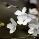 Snow white cherry blossoms  screen for extension Chrome web store in OffiDocs Chromium