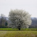 Snow white flower tree  screen for extension Chrome web store in OffiDocs Chromium