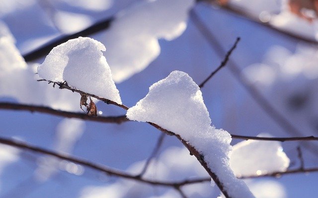 Бесплатно скачать снег зима ветки мороз лед бесплатное изображение для редактирования в GIMP бесплатный онлайн-редактор изображений