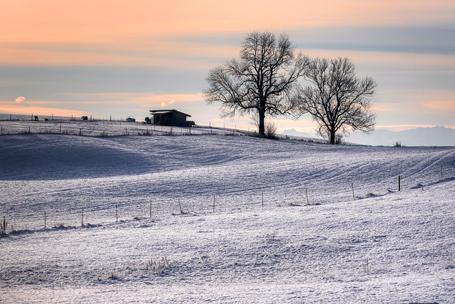 הורדה חינם שלג חורף מצב רוח קר עצים שקטים תמונה לעריכה בחינם עם עורך תמונות מקוון GIMP בחינם