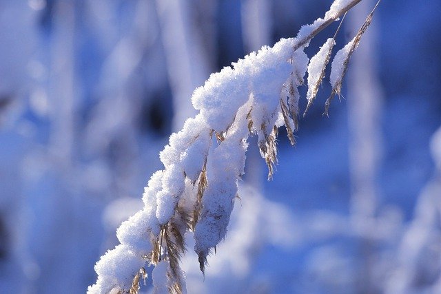 הורדה חינם שלג חורף דשא כפור קר כקרח תמונה חינם לעריכה עם עורך תמונות מקוון בחינם של GIMP