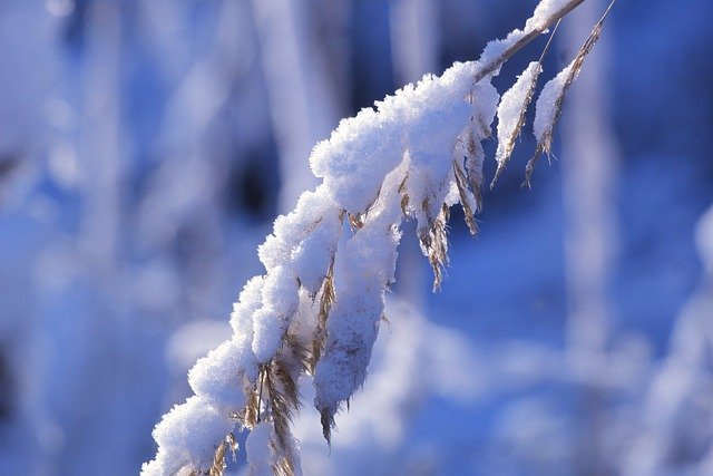 Free download snow winter grass frost ice cold free picture to be edited with GIMP free online image editor