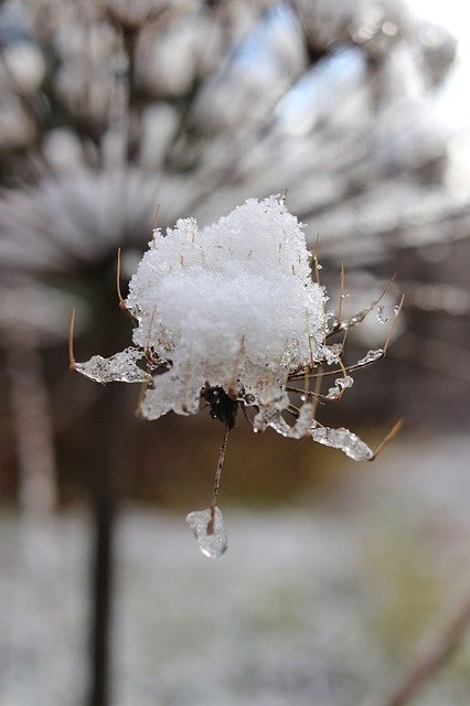 免费下载雪冬天来了冬天自然免费图片可使用 GIMP 免费在线图像编辑器进行编辑