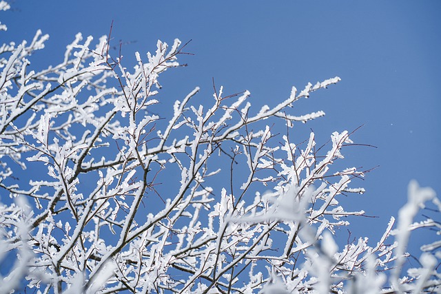 Free download snow winter japan trees nature free picture to be edited with GIMP free online image editor