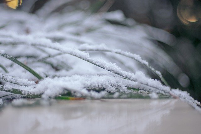 Téléchargement gratuit d'une image gratuite de tige de plante d'hiver de neige à modifier avec l'éditeur d'images en ligne gratuit GIMP