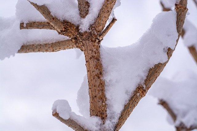 Téléchargement gratuit neige hiver branches d'arbres gel image gratuite à éditer avec l'éditeur d'images en ligne gratuit GIMP