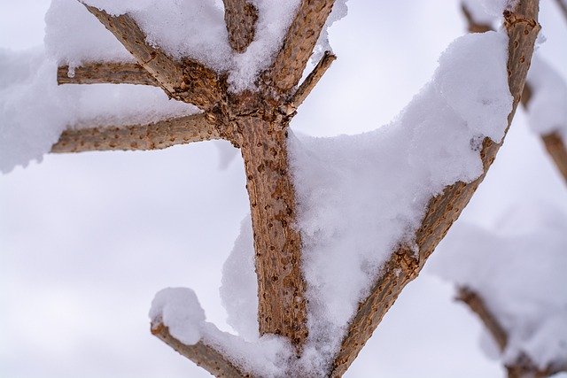 Free download snow winter tree branches frost free picture to be edited with GIMP free online image editor