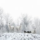 Snow Wolves  screen for extension Chrome web store in OffiDocs Chromium