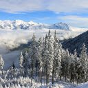 Snowy forest  screen for extension Chrome web store in OffiDocs Chromium