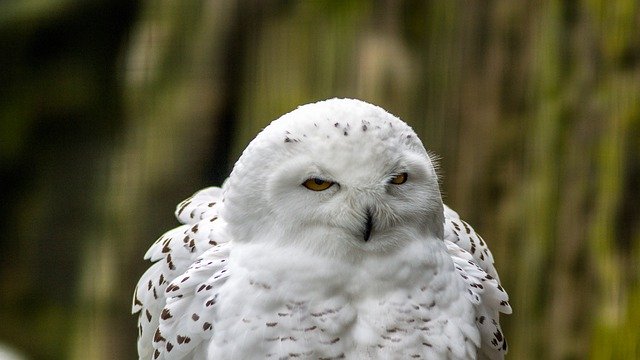 Free download snowy owl bird white owl nature free picture to be edited with GIMP free online image editor
