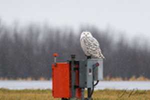 Free download Snowy Owl free photo or picture to be edited with GIMP online image editor