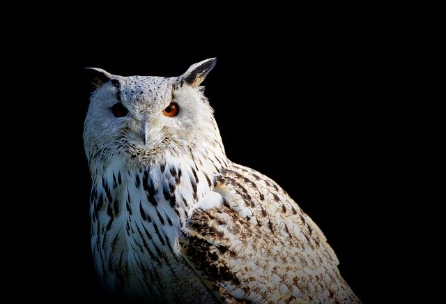 Free download snowy owl owl raptor bird free picture to be edited with GIMP free online image editor