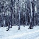Snowy Winter Forest  screen for extension Chrome web store in OffiDocs Chromium