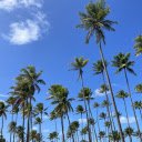 Soaring coconut garden  screen for extension Chrome web store in OffiDocs Chromium