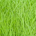 Soft Green Grass  screen for extension Chrome web store in OffiDocs Chromium