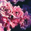 Soft Pink Roses Theme  screen for extension Chrome web store in OffiDocs Chromium