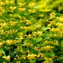 Soft stemmed Flowering Plants  screen for extension Chrome web store in OffiDocs Chromium