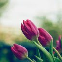 Soft Tulip Garden Theme  screen for extension Chrome web store in OffiDocs Chromium