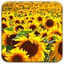 Solarized Sunflowers  screen for extension Chrome web store in OffiDocs Chromium