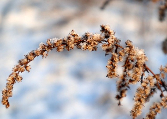 Free download solidago dry snow winter cold free picture to be edited with GIMP free online image editor