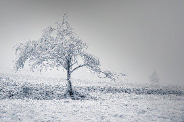 Free download solitaire tree winter frost snow free picture to be edited with GIMP free online image editor