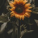 Solitary Bloom  screen for extension Chrome web store in OffiDocs Chromium