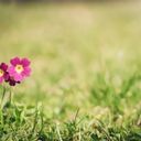 Solitary Primrose Amidst Verdure  screen for extension Chrome web store in OffiDocs Chromium