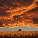 solitary tree in a field of reeds at sunset  screen for extension Chrome web store in OffiDocs Chromium