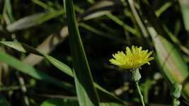 무료 다운로드 Sonchus Oleraceus Sow Thistle Hara - OpenShot 온라인 비디오 편집기로 편집할 수 있는 무료 비디오