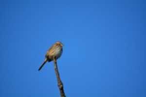Free download Song sparrow free photo or picture to be edited with GIMP online image editor