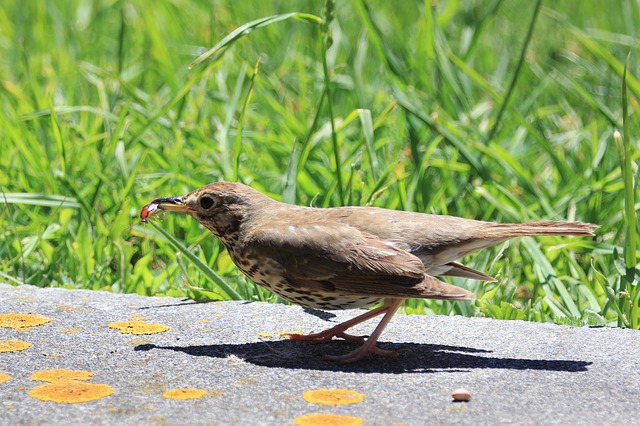 Bezpłatne pobieranie drozdów śpiewających ptaki obserwujące owady darmowe zdjęcie do edycji za pomocą bezpłatnego internetowego edytora obrazów GIMP