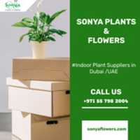 Free download Sonya Plants Indoor Plant Suppliers In Dubai free photo or picture to be edited with GIMP online image editor