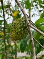 Free download soursop-5373098_960_720 free photo or picture to be edited with GIMP online image editor
