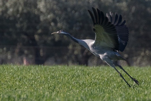 Free download spain extremadura common crane bird free picture to be edited with GIMP free online image editor