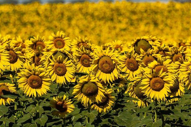 Free download spain sunflowers summer yellow free picture to be edited with GIMP free online image editor