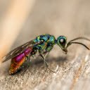 Sparkling insects  screen for extension Chrome web store in OffiDocs Chromium