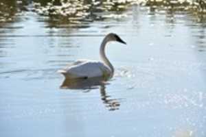 Free download Sparkling Swan free photo or picture to be edited with GIMP online image editor