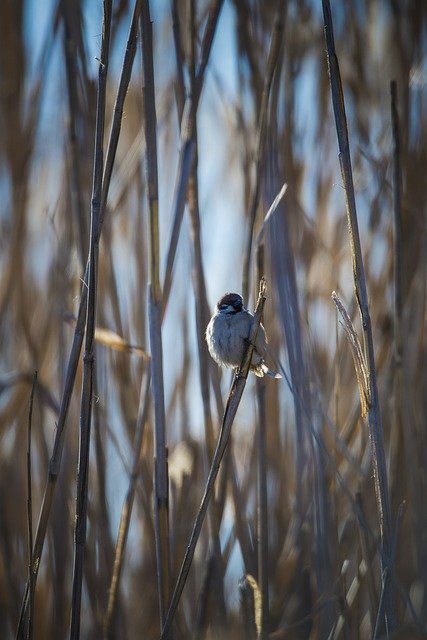 Free download sparrow bird animal nature reeds free picture to be edited with GIMP free online image editor