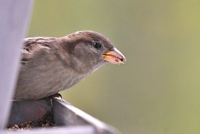 羽毛フィーダーによるスズメの鳥を無料でダウンロード無料の画像をGIMPの無料オンライン画像エディターで編集
