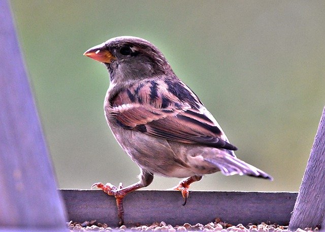 Kostenloser Download Spatzenvogel von Gefieder Natur Kostenloses Bild, das mit dem kostenlosen Online-Bildeditor GIMP bearbeitet werden kann
