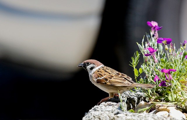 Free download sparrow bird feathers plumage bill free picture to be edited with GIMP free online image editor