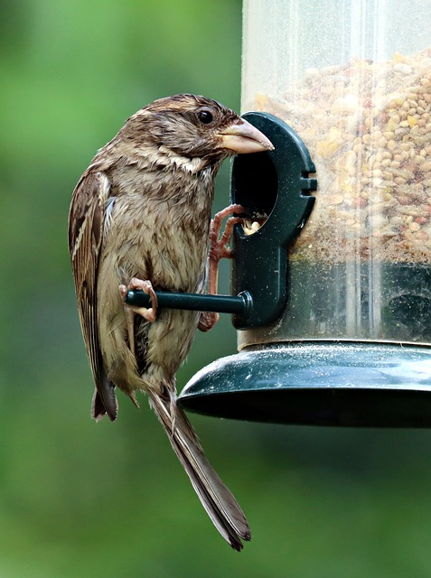 Free download sparrow bird feeder animal feeding free picture to be edited with GIMP free online image editor
