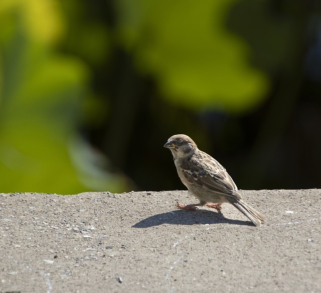 تنزيل صورة مجانية لطيور العصفور جاثم الحيوانات مجانًا ليتم تحريرها باستخدام محرر الصور المجاني عبر الإنترنت من GIMP