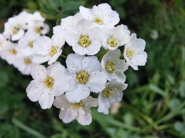 Free download sparrow bride to be shrub spirea free picture to be edited with GIMP free online image editor