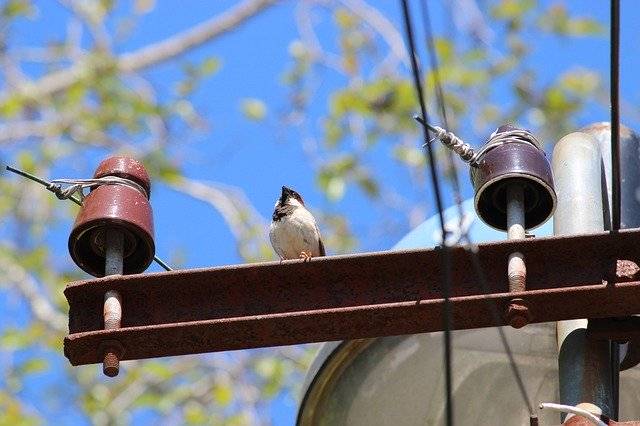 ດາວ​ໂຫຼດ​ຟຣີ Sparrow Home South - ຮູບ​ພາບ​ຟຣີ​ຫຼື​ຮູບ​ພາບ​ທີ່​ຈະ​ໄດ້​ຮັບ​ການ​ແກ້​ໄຂ​ກັບ GIMP ອອນ​ໄລ​ນ​໌​ບັນ​ນາ​ທິ​ການ​ຮູບ​ພາບ​