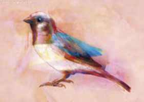 Free download sparrow free photo or picture to be edited with GIMP online image editor